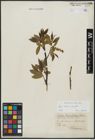 Foto von Salix alba L. x Salix fragilis L.